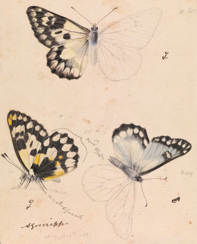 Wood White Butterfly, Delias aganippe by Arthur Bartholomew